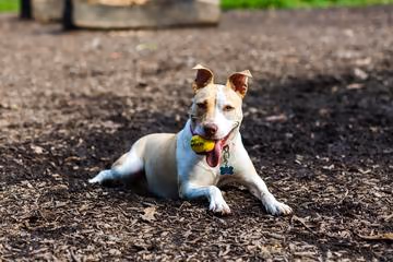 Overton Bark photo 2